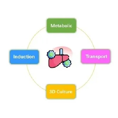 IPHASE successfully launched C57BL/6 Mouse Primary Hepatocyte