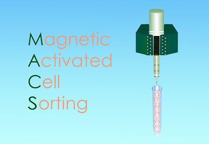 What does MACS stand for cell sorting?