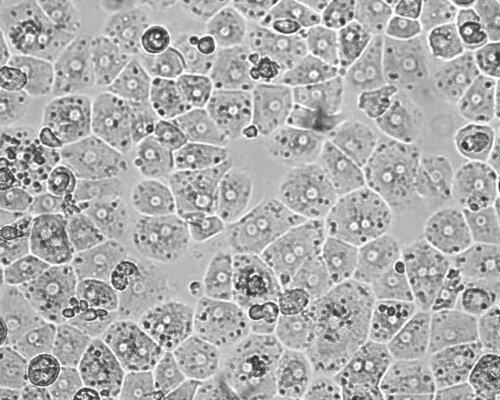 Primary Hepatocytes: A Crucial Tool for Advancing Non-Clinical In Vitro Drug Research