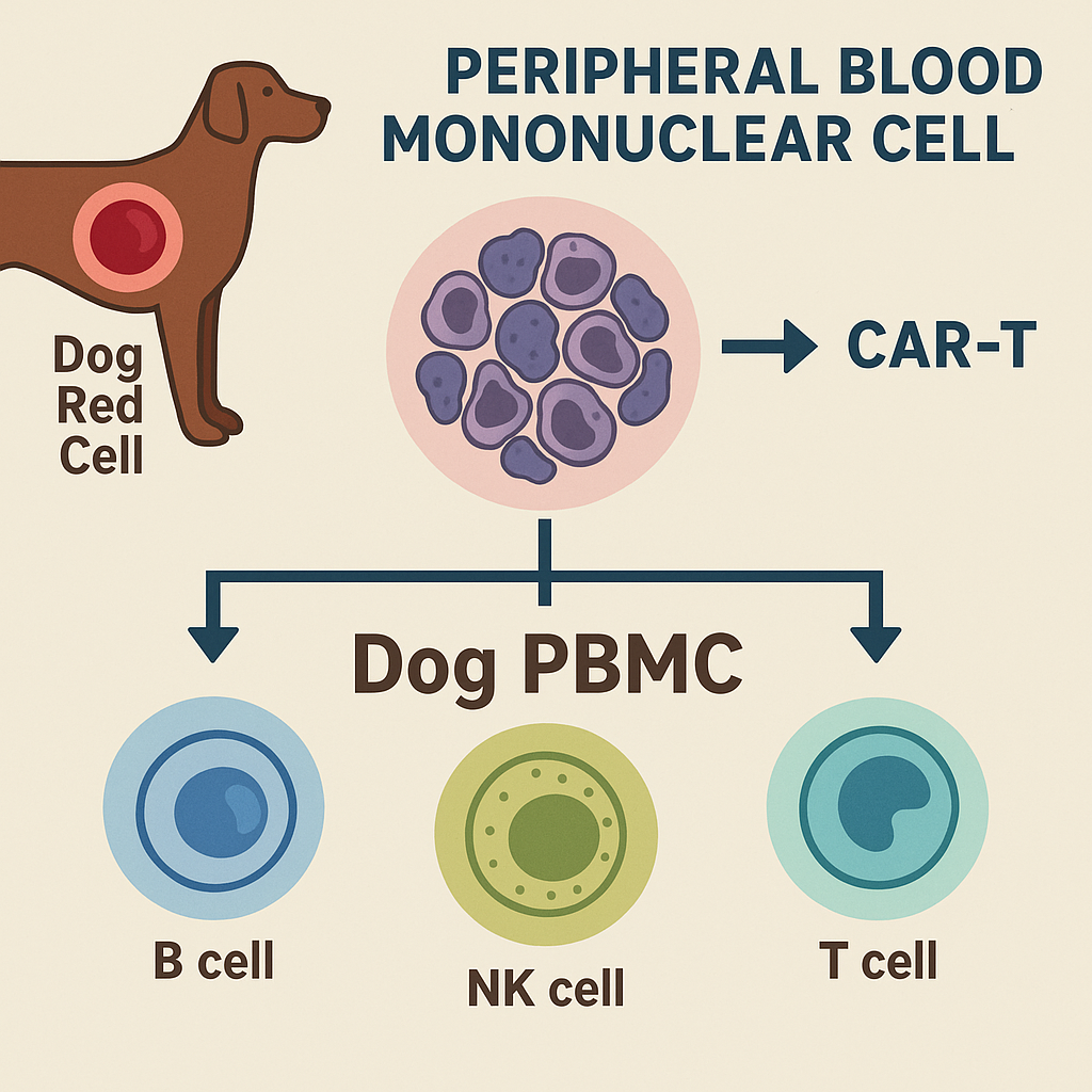 Exploring Dog Peripheral Blood Mononuclear Cells (PBMCs) in Immunology and Cell & Gene Therapy (CGT)