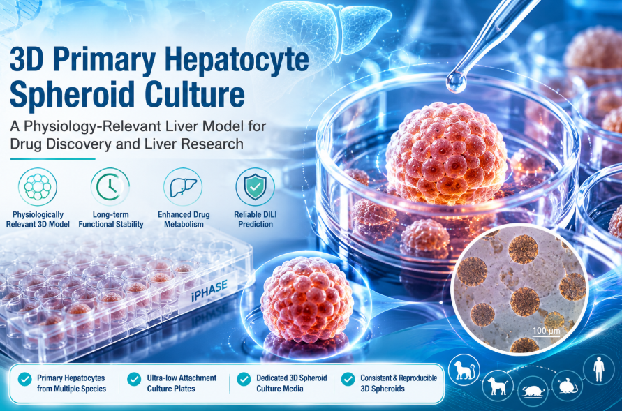 3D Primary Hepatocyte Spheroid Culture for Drug Metabolism and Liver Disease Research